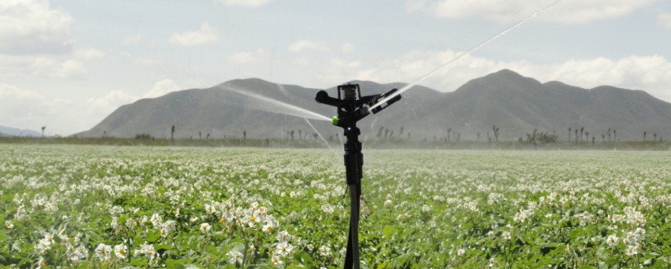 POTATOES AND OTHER VEGETABLES IRRIGATION SYSTEMS